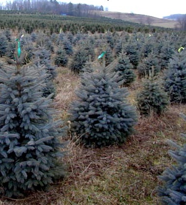 Name This Christmas Tree